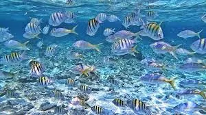 Isla Bonita - Photo 2