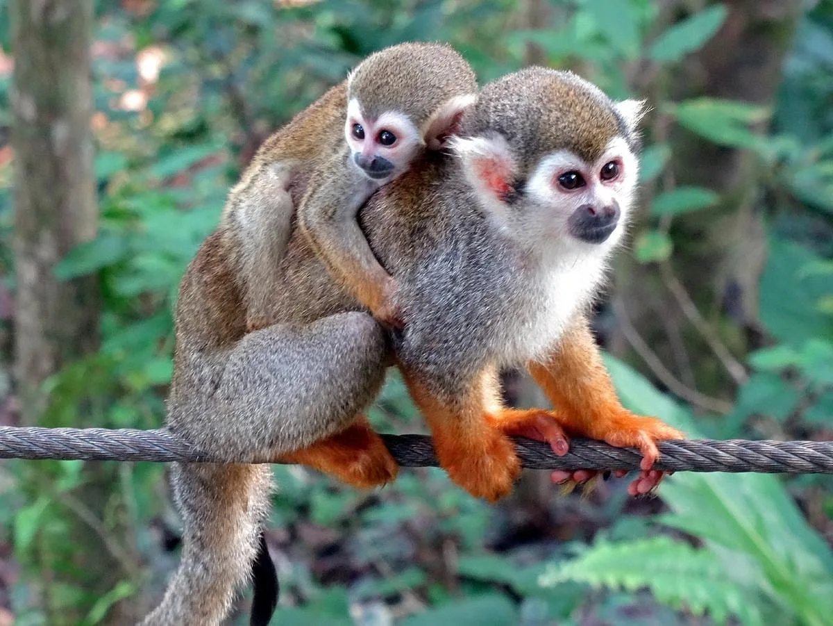 Monkey Jungle Puerto Plata Excursion