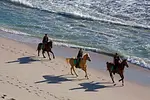 Horseback Riding Adventure thumbnail 5