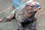 Monkey Jungle Puerto Plata thumbnail 5