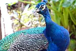 Monkey Jungle Puerto Plata thumbnail 6